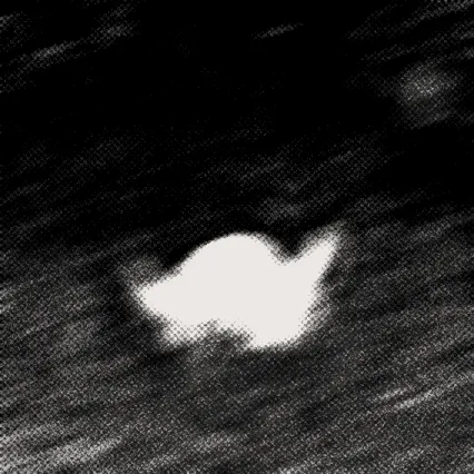Alleged photo of unknown animal seen early morning August 8th.